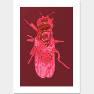 Eye Gnat Posters and Art